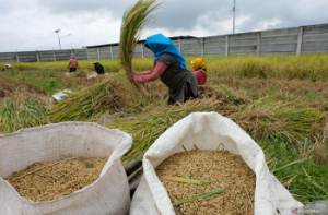 Sejumlah Petani di Lombok Tengah Mulai Panen Padi